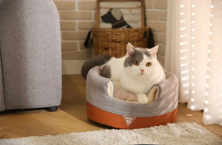 The pet business is growing quickly and so is the competition. Choosing the right  manufacturer for pet supplies is a big help, if you sell pet products on Amazon, Shopify, TikTok Shop or in stores or wholesale. A good factory partner helps you keep track of quality, safety, compliance, packaging and reorders. A bad supplier can cause returns, bad reviews and even compliance problems, especially for things that pets chew on, wear or use every day.
This guide tells you what a pet supply manufacturer is, what kinds of products they usually make, where to find trustworthy factories, how to check them out and how to source things step by step.
